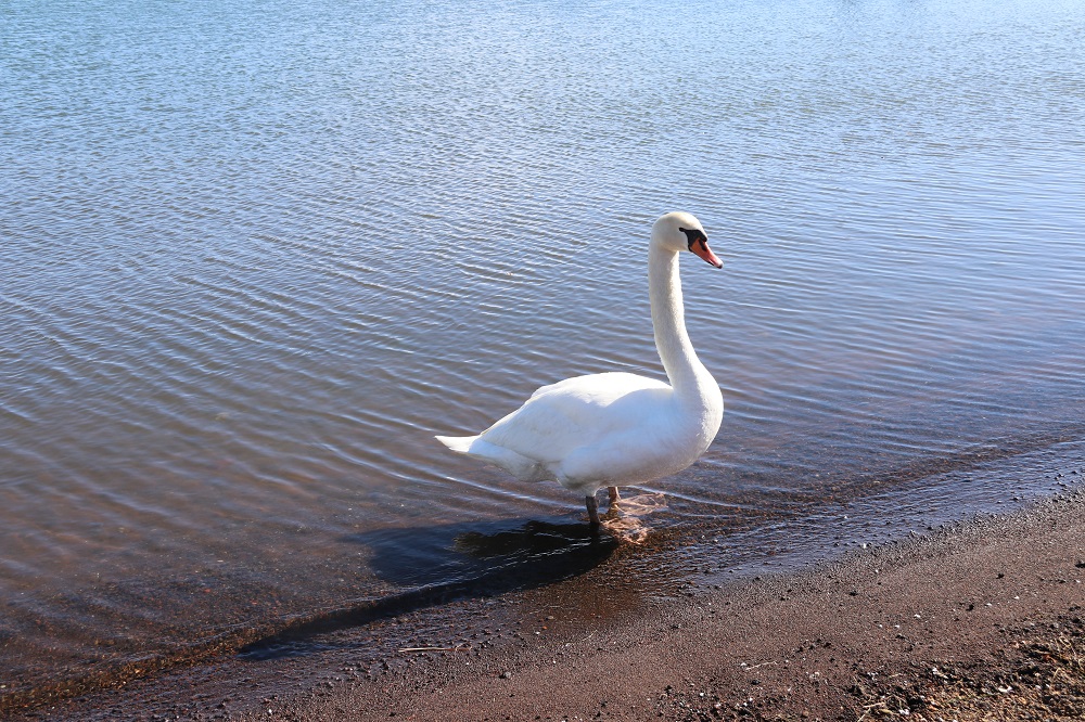 a white swan